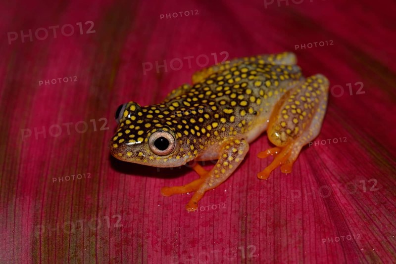 Baumsteiger Frog Art (Heterixalus Alboguttatus)