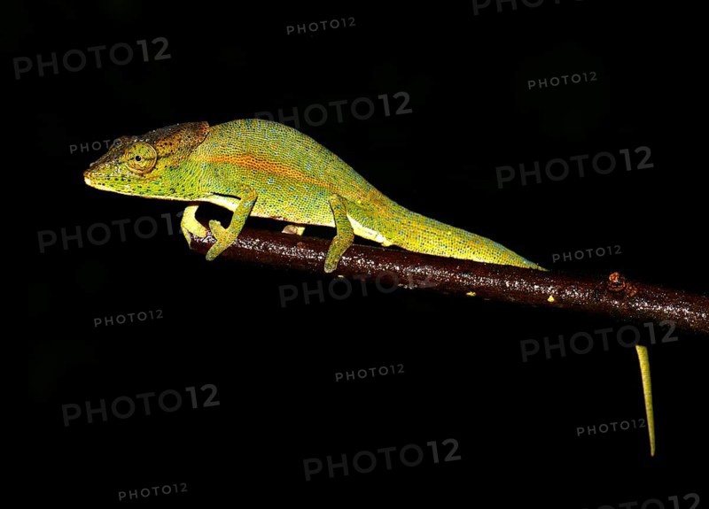 Chameleon (Calumma glawi)