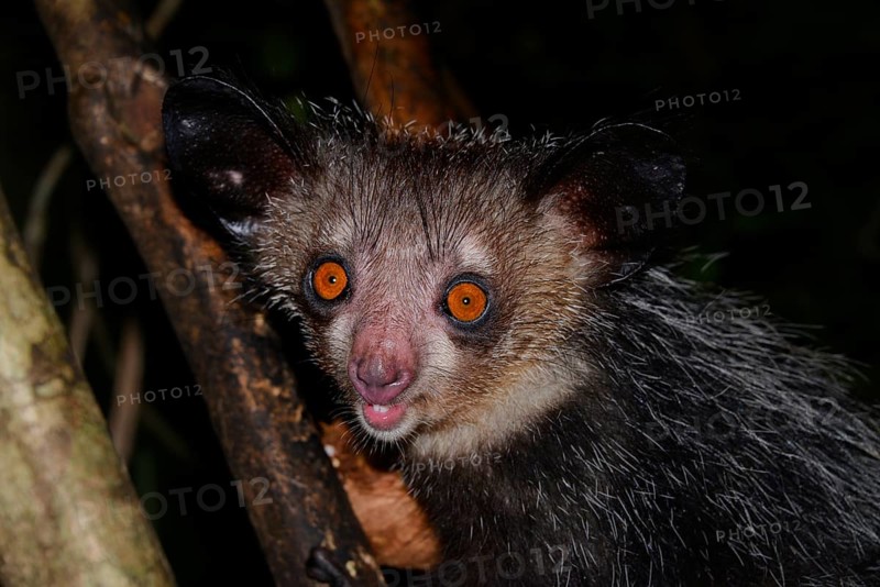 Aye-aye (Daubentonia madagascariensis) in the rainforests of Masoala