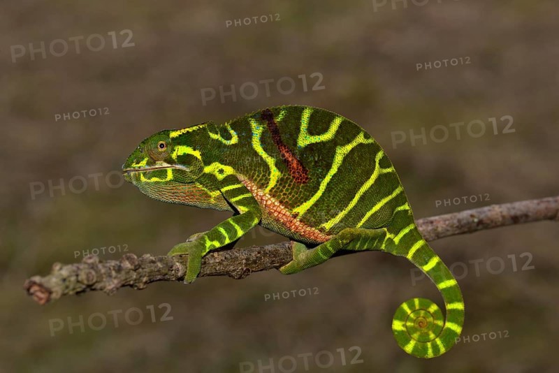 Chameleon of the newly discovered species Furcifer timoni
