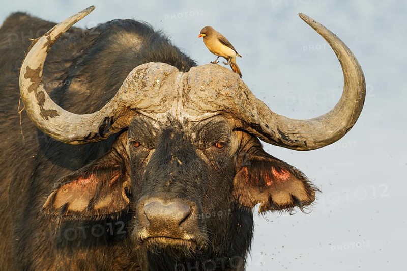 Cape Buffalo (Syncerus caffer caffer)