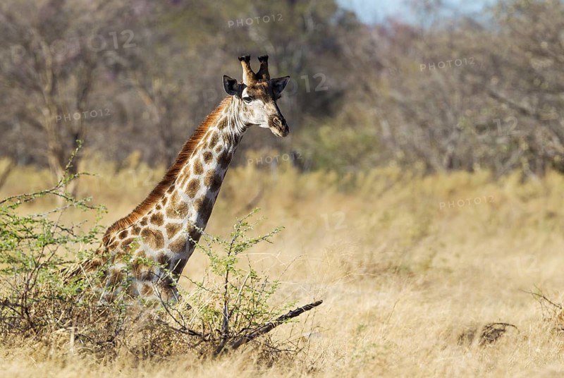 Southern Giraffe (Giraffa camelopardalis giraffa)