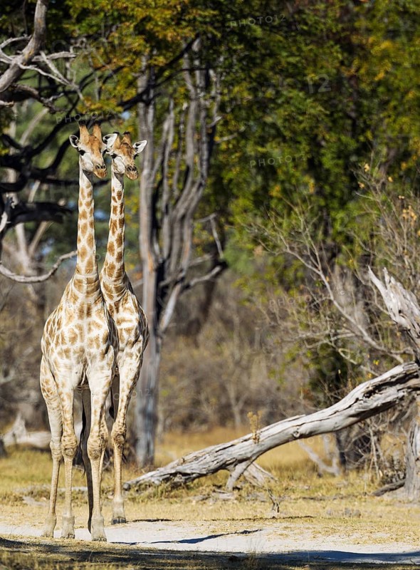 Southern Giraffe (Giraffa camelopardalis giraffa)