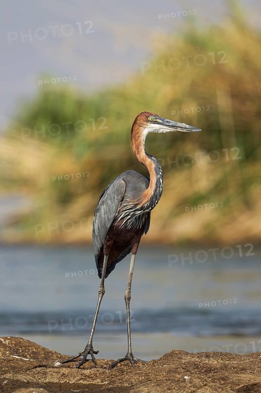 Goliath Heron (Ardea goliath)