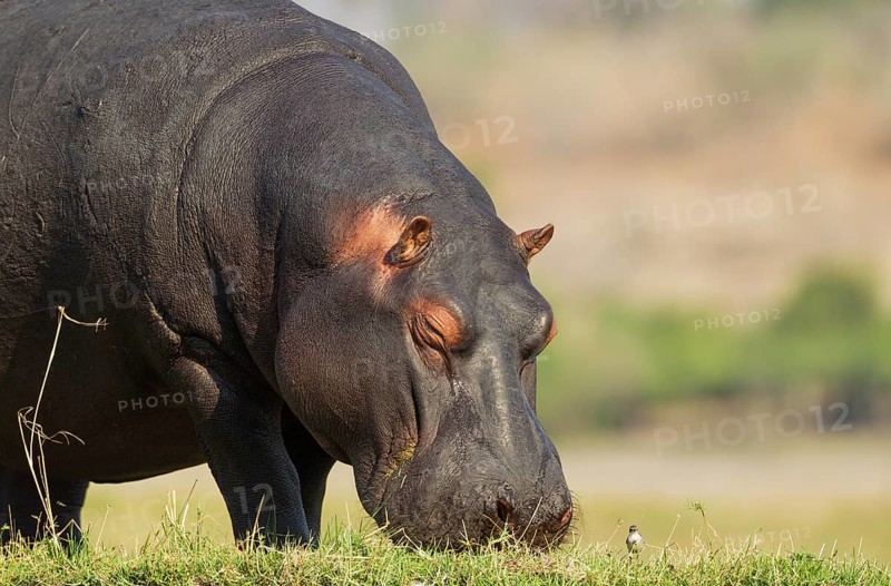 Hippopotamus (Hippopotamus amphibius)