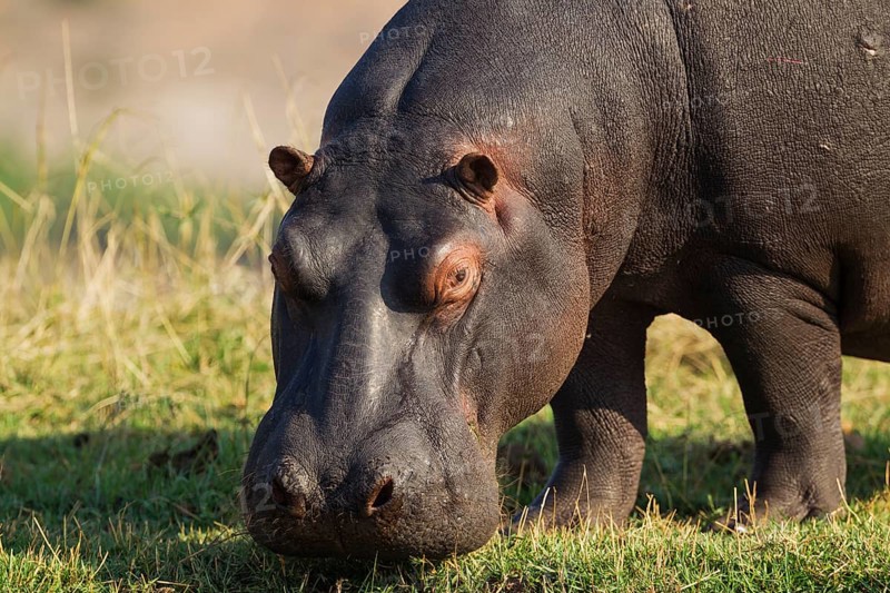 Hippopotamus (Hippopotamus amphibius)