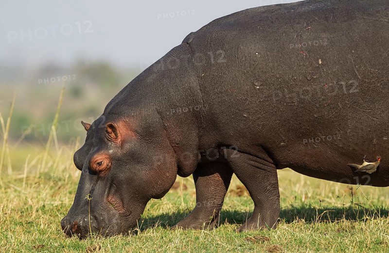 Hippopotamus (Hippopotamus amphibius)