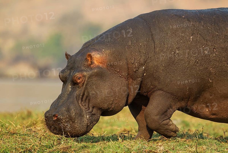 Hippopotamus (Hippopotamus amphibius)