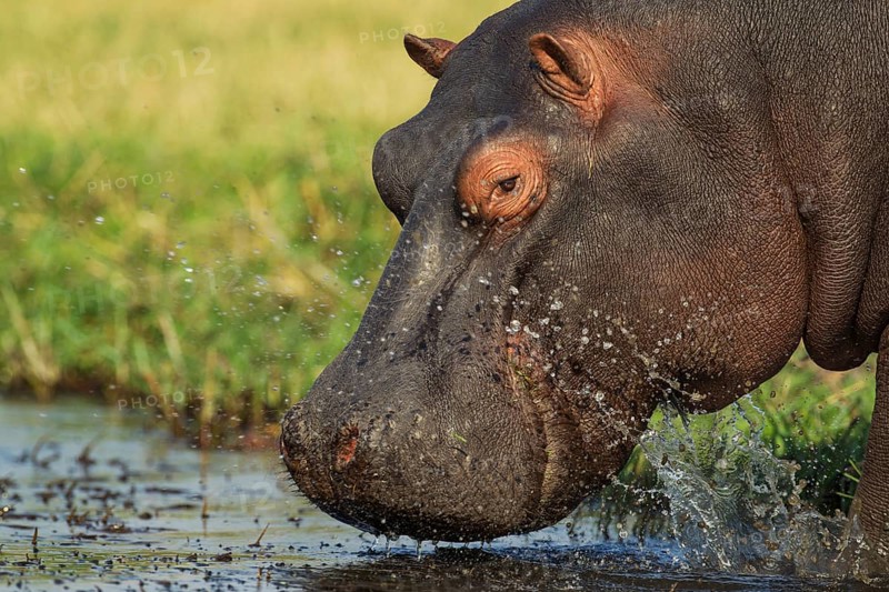 Hippopotamus (Hippopotamus amphibius)