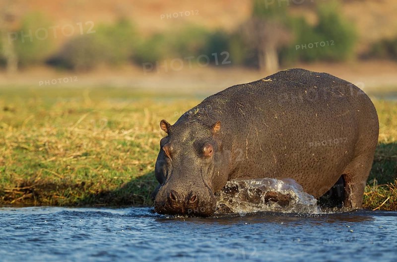 Hippopotamus (Hippopotamus amphibius)