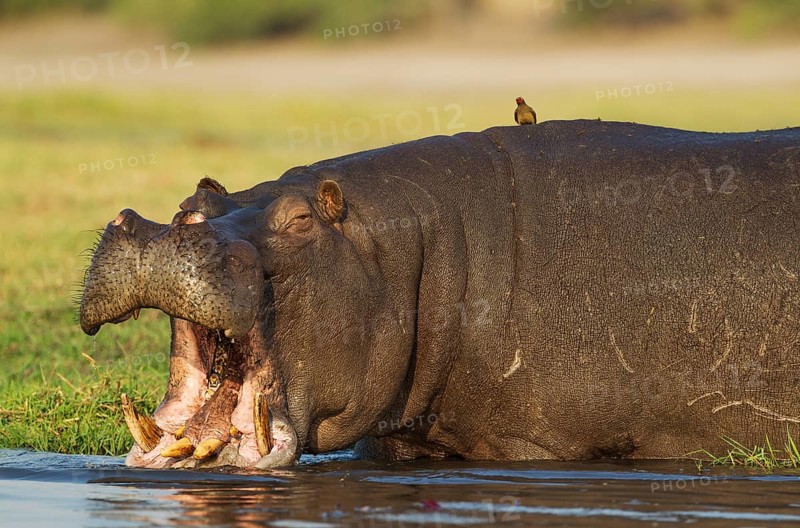 Hippopotamus (Hippopotamus amphibius)