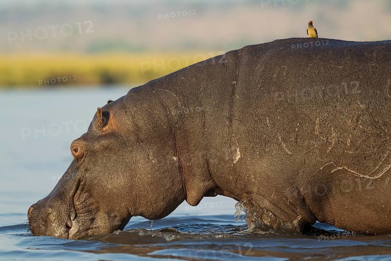 Hippopotamus (Hippopotamus amphibius)