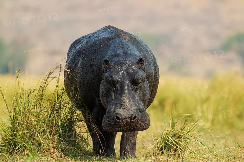 Hippopotamus (Hippopotamus amphibius)