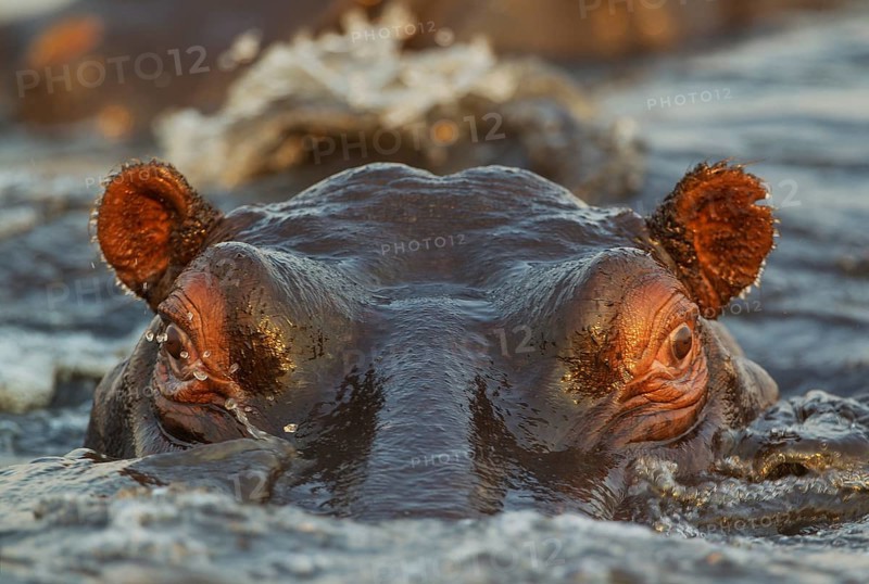 Hippopotamus (Hippopotamus amphibius) in the water