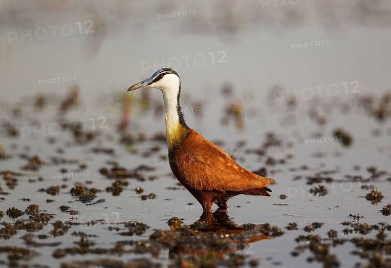 African Jacana (Actophilornis africanus)