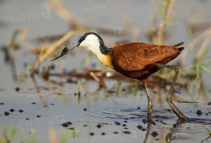African Jacana (Actophilornis africanus)