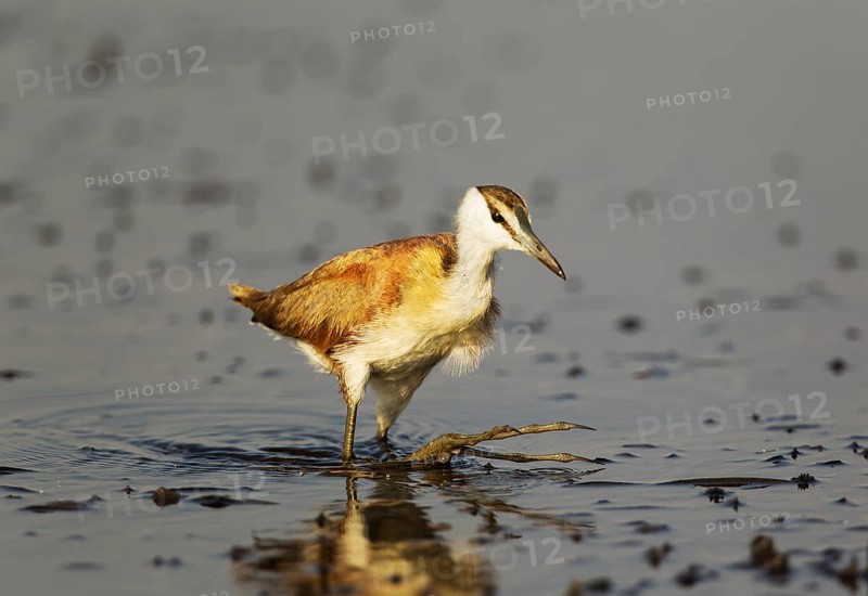African Jacana (Actophilornis africanus)