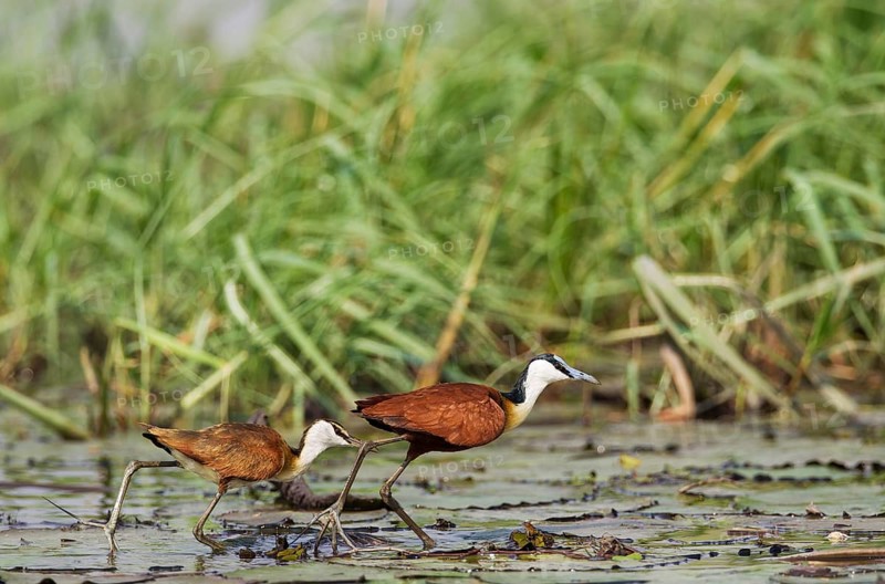 African Jacana (Actophilornis africanus)