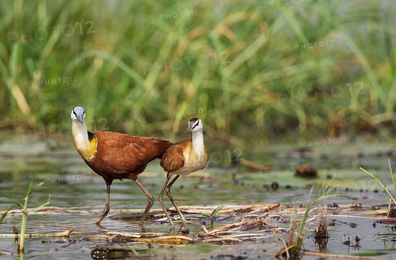 African Jacana (Actophilornis africanus)