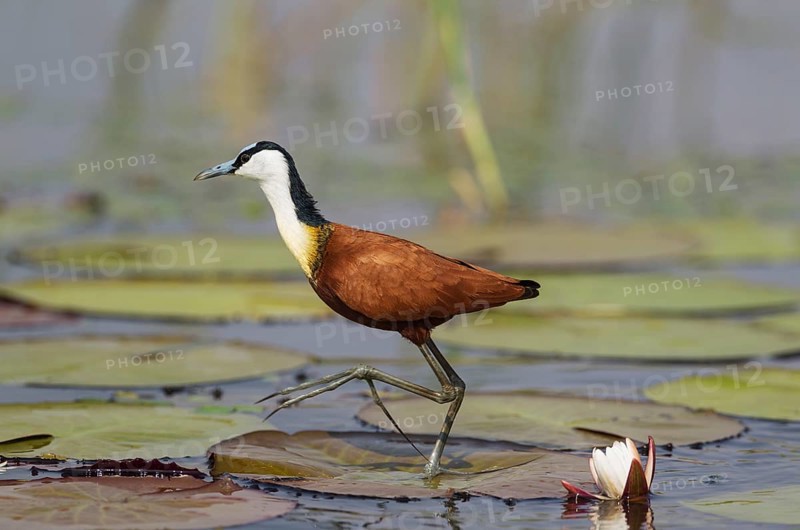 African Jacana (Actophilornis africanus)