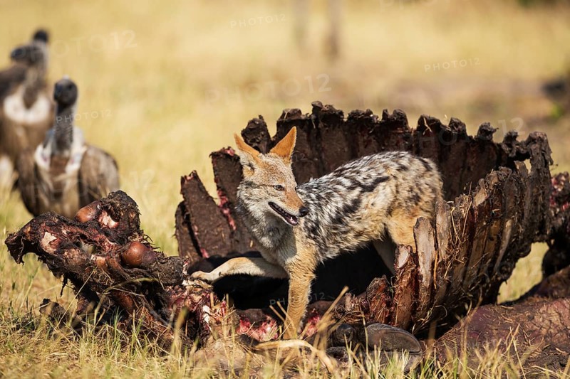 Black-backed Jackal (Canis mesomelas)