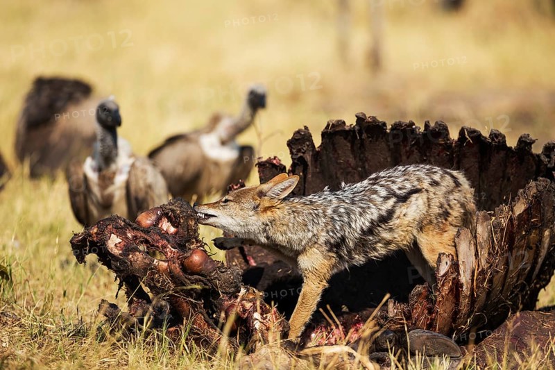 Black-backed Jackal (Canis mesomelas)