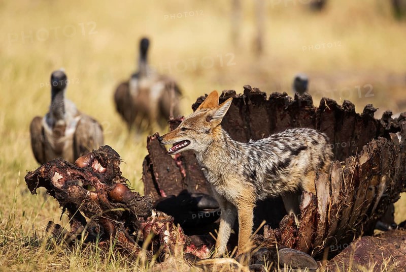 Black-backed Jackal (Canis mesomelas)