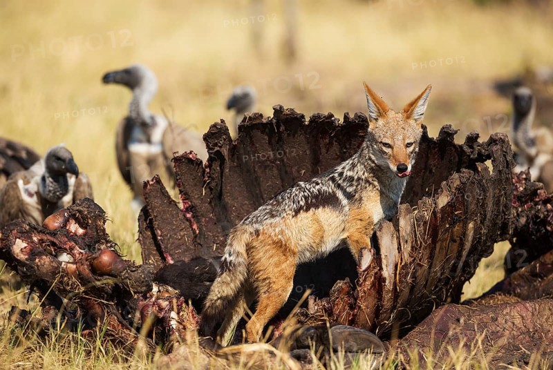 Black-backed Jackal (Canis mesomelas)