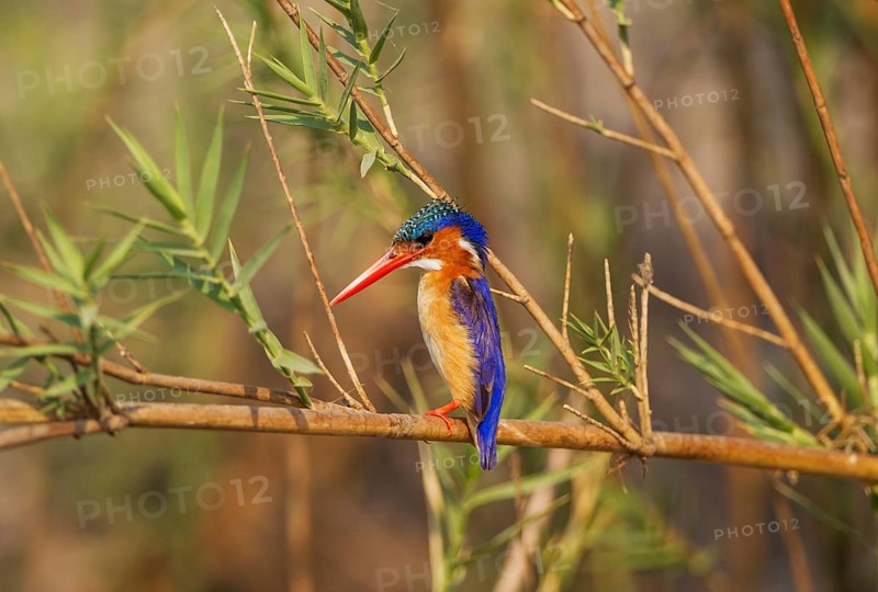 Malachite Kingfisher (Alcedo cristata)