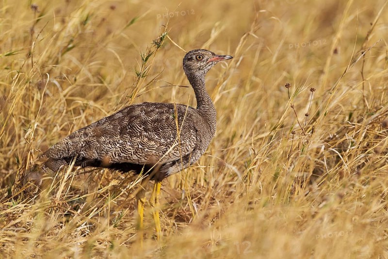 Northern Black Korhaan (Eupodotis afraoides)