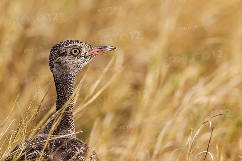 Northern Black Korhaan (Eupodotis afraoides)