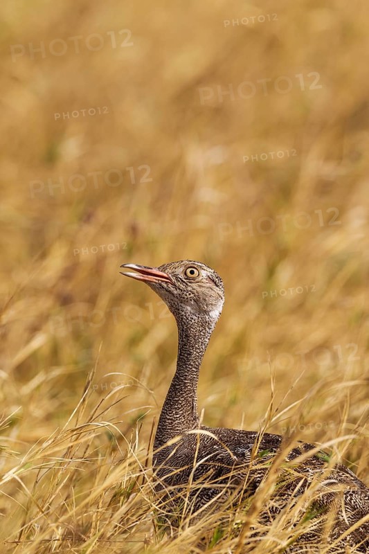 Northern Black Korhaan (Eupodotis afraoides)