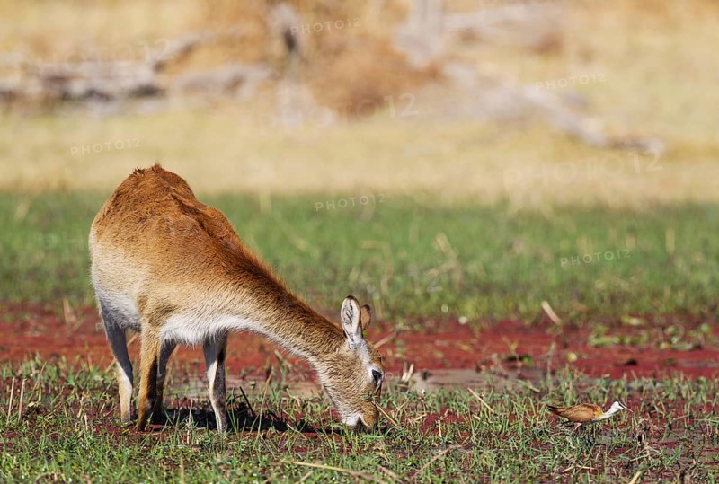 Red Lechwe (Kobus leche leche)
