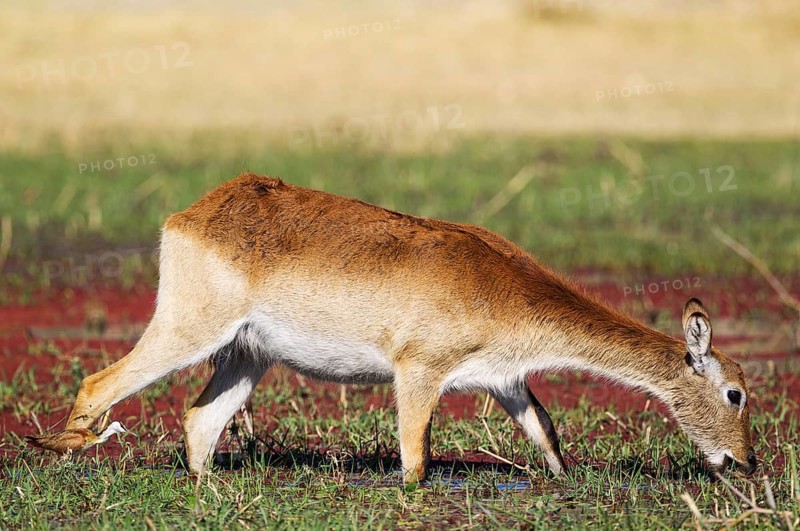 Red Lechwe (Kobus leche leche)