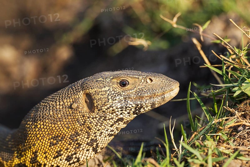 Nile Monitor (Varanus niloticus)
