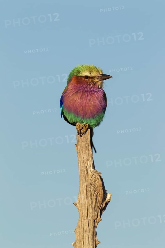 Lilac-breasted Roller (Coracias caudata)