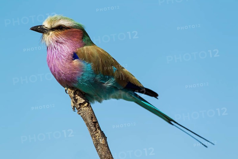 Lilac-breasted Roller (Coracias caudata)