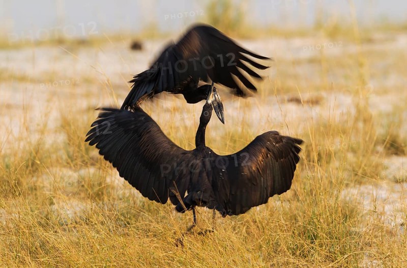 African Openbill or Openbilled Stork (Anastomus lamelligerus)