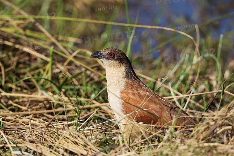 Senegal Coucal (Centropus senegalensis)