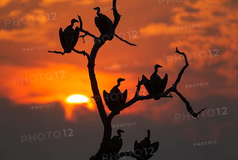 White-backed Vulture (Gyps africanus)