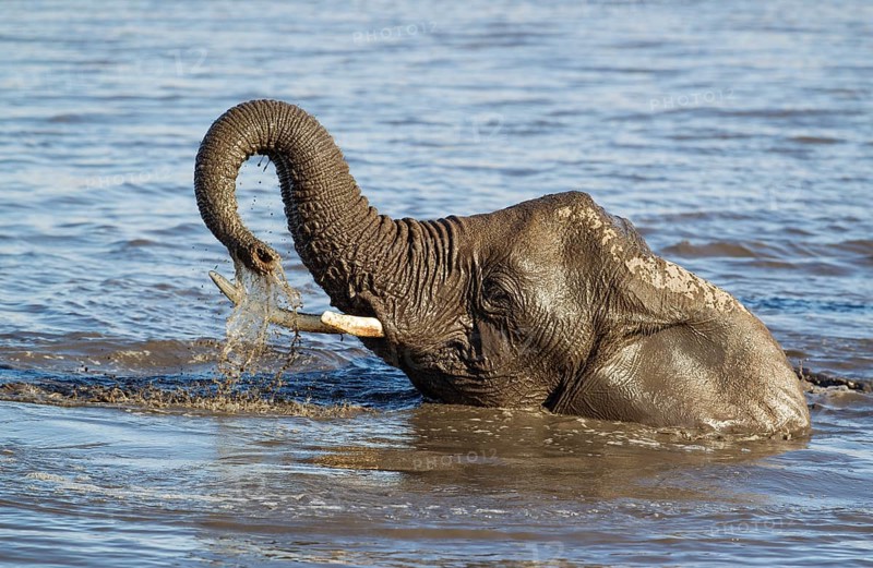 African elephant (Loxodonta africana) female having fun at waterhole