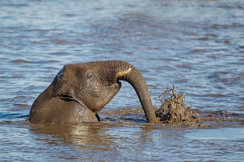 African elephant (Loxodonta africana) female having fun at waterhole
