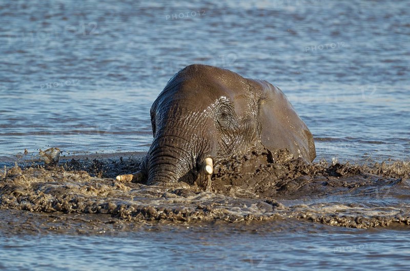 African elephant (Loxodonta africana) female having fun at waterhole