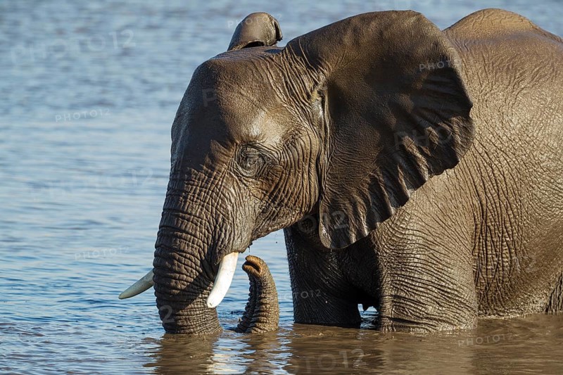 African elephant (Loxodonta africana) female at waterhole
