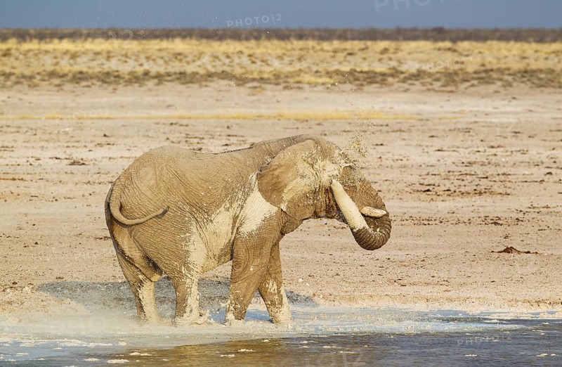 African bush elephant (Loxodonta africana)
