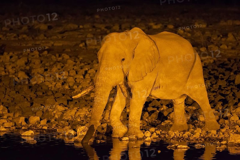African elephant (Loxodonta africana) bull at floodlit waterhole of the Okaukuejo Camp during night