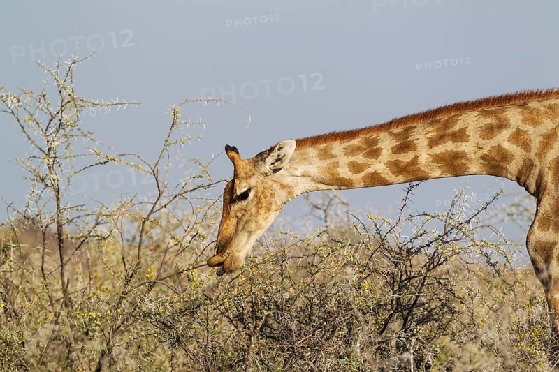 South African giraffe (Giraffa camelopardalis giraffa) female