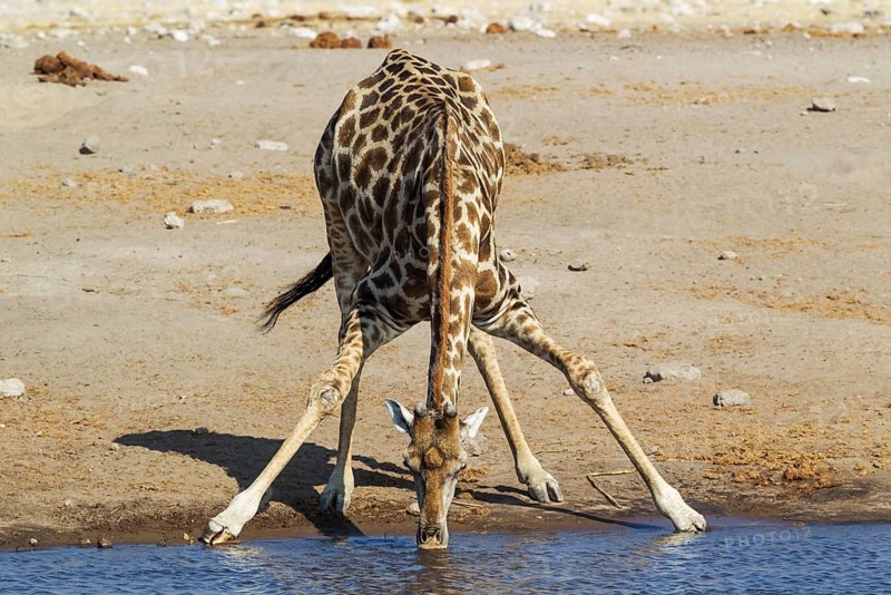 South African giraffe (Giraffa camelopardalis giraffa) male drinking at waterhole