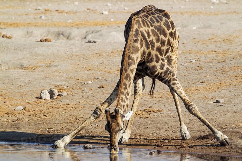 South African giraffe (Giraffa camelopardalis giraffa) male drinking at waterhole
