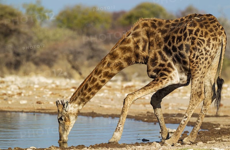 South African giraffe (Giraffa camelopardalis giraffa) male drinking at waterhole